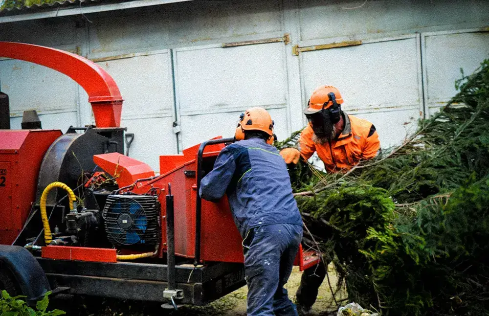 Рабочие загружют ель в измельчитель древесины